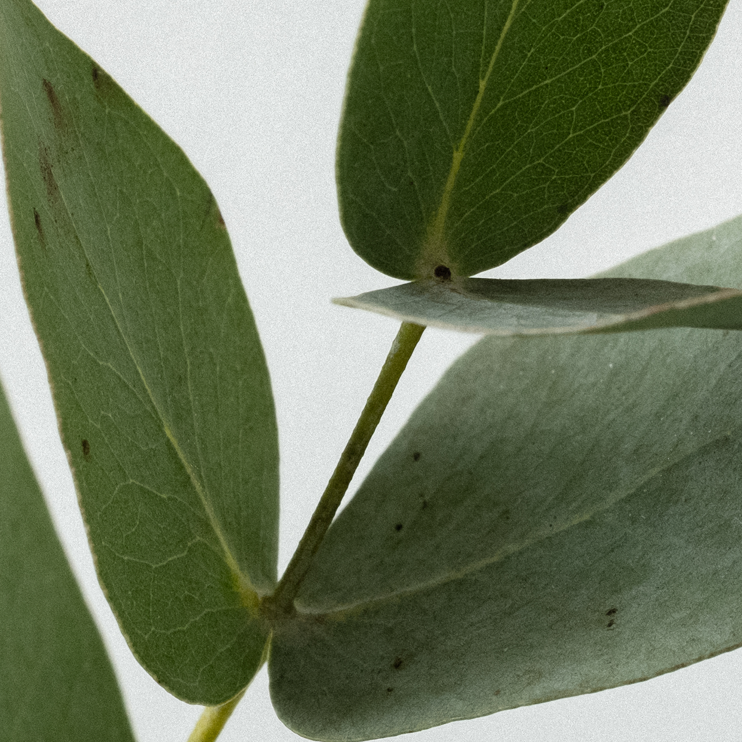 Energising Laundry Detergent Strips 64 loads