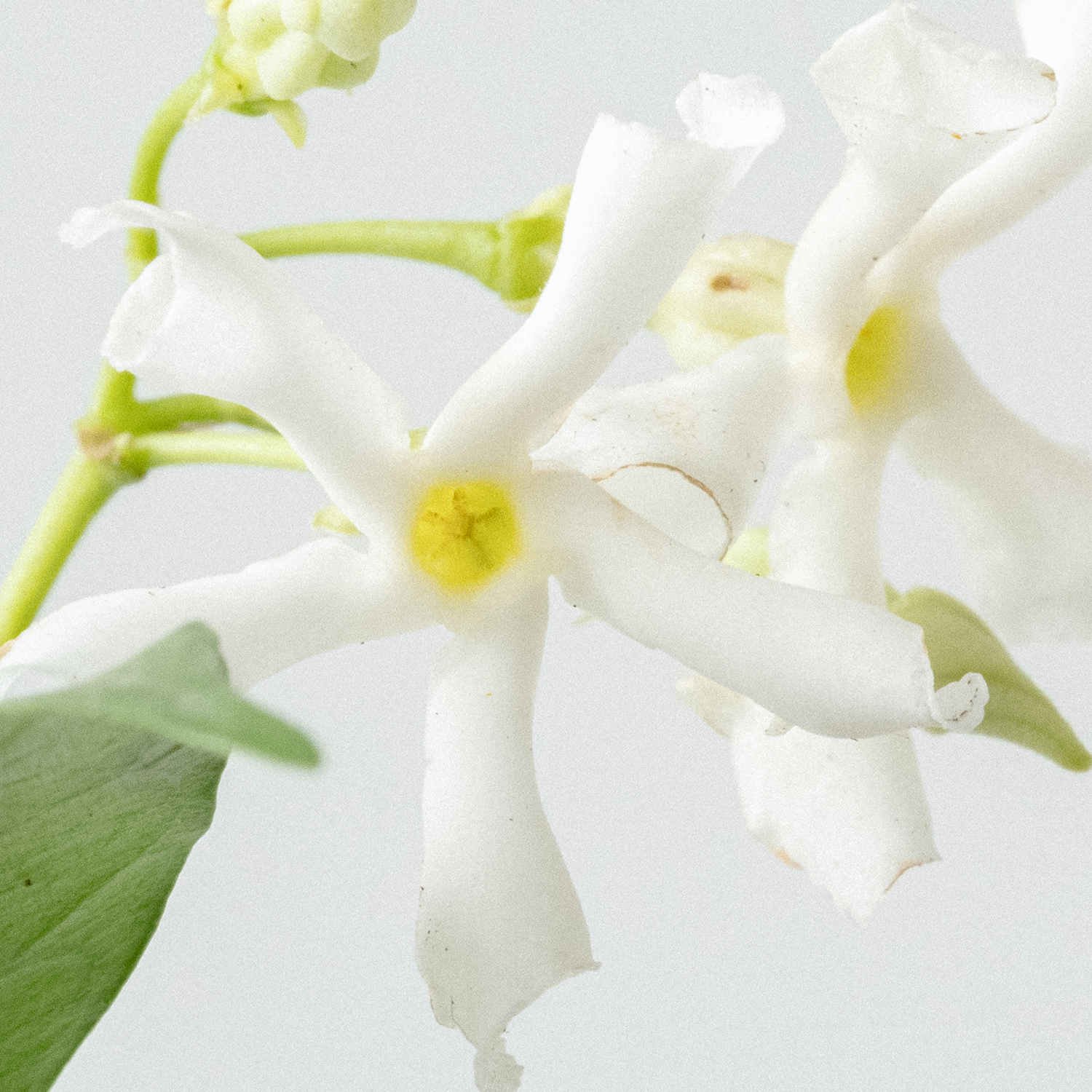 Relaxing Laundry Detergent Strips 32 loads