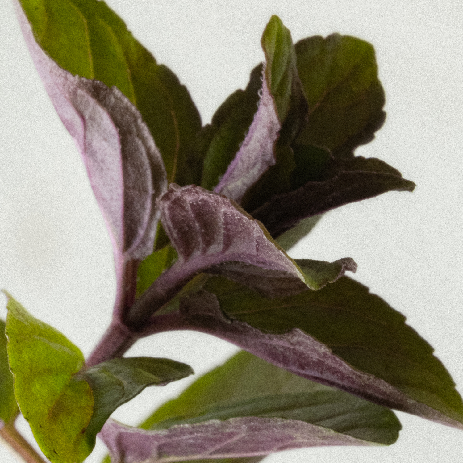 Refreshing Laundry Detergent Strips 64 Loads