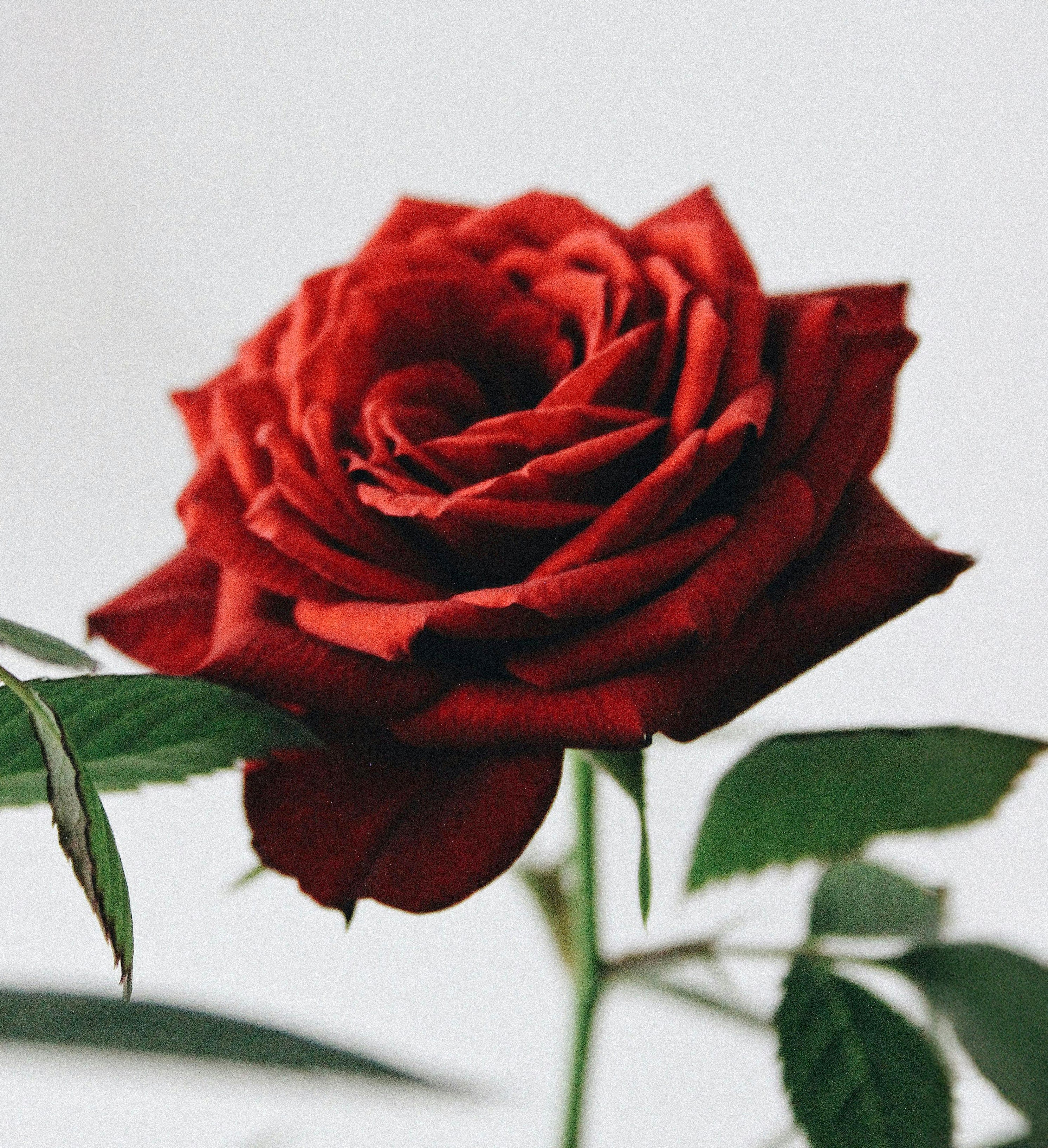 Welcoming 100% Soy Wax Candle 280g