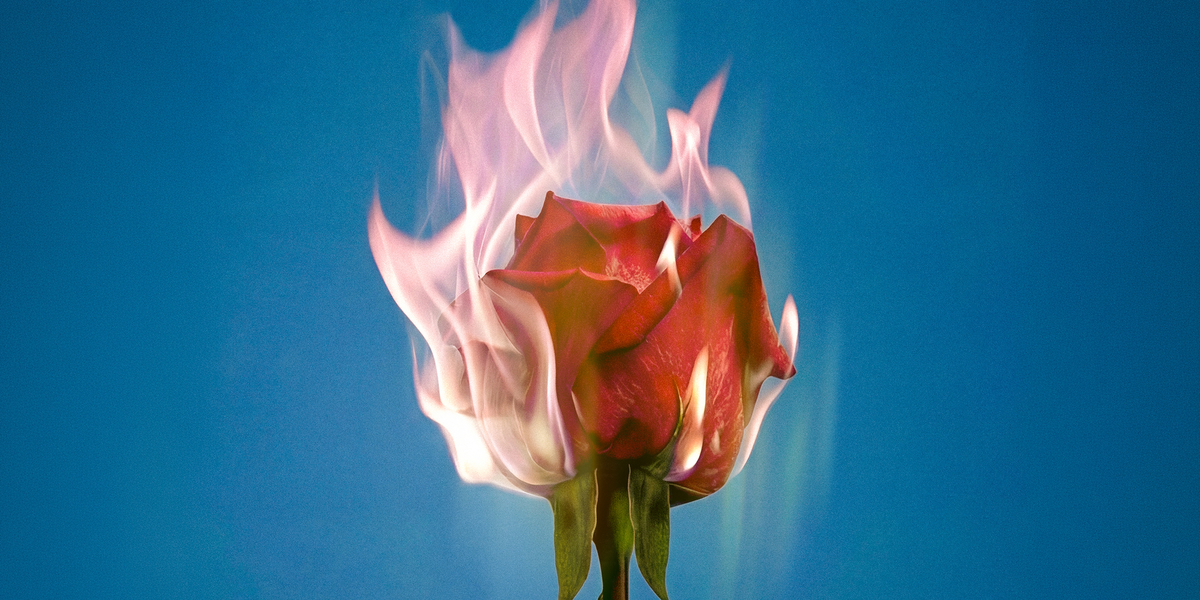 Rose Ember Range