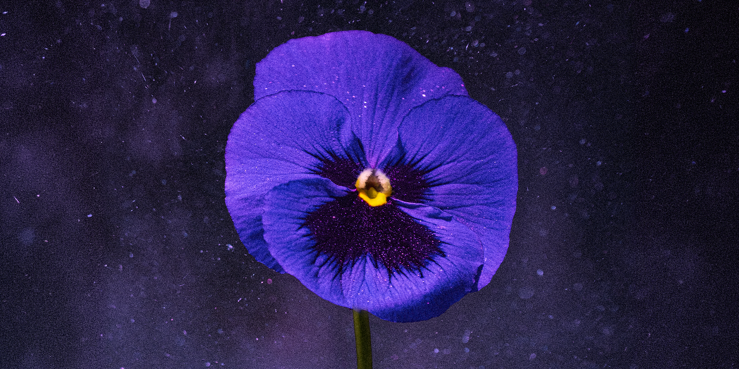 Violet Riot Range